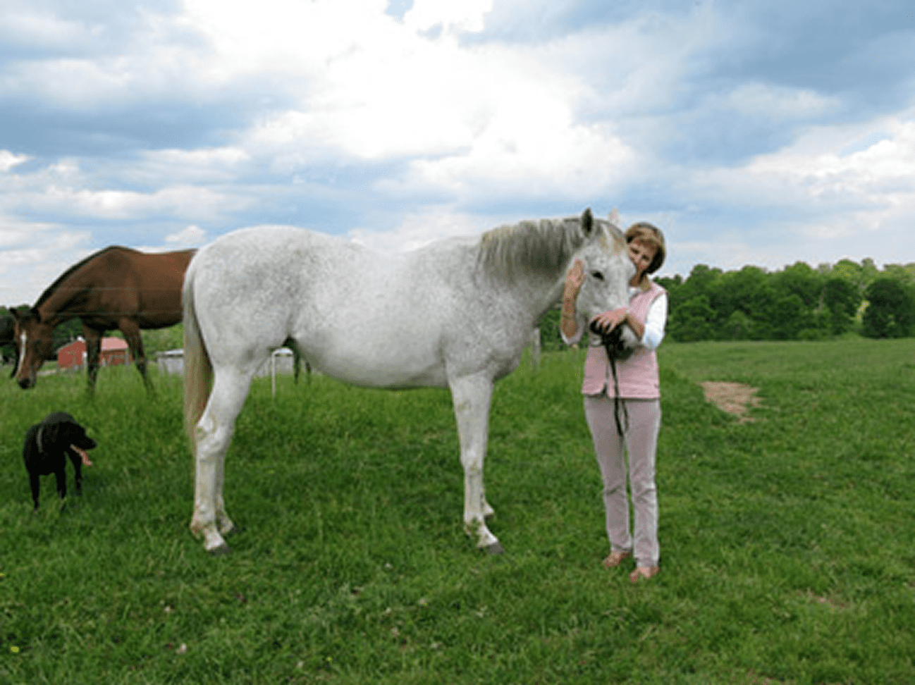 Person standing beside two horses