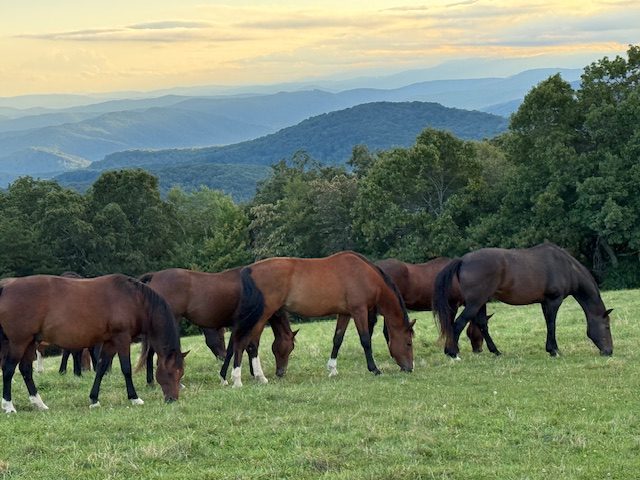 A group of horses grazing on a green hillside at sunset.
