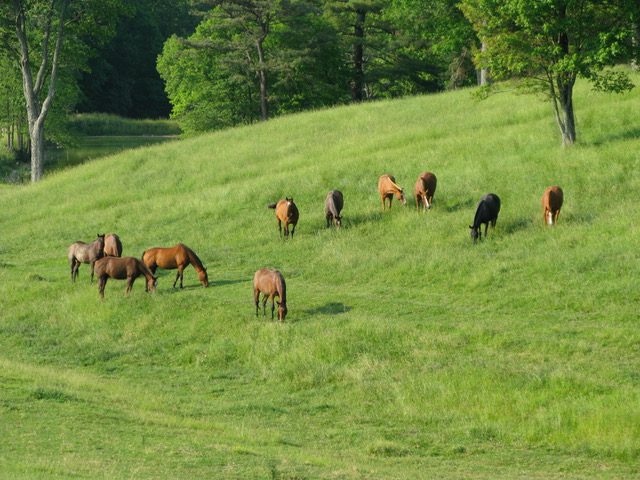 Horses grazing on a lush green hillside under a bright sky.