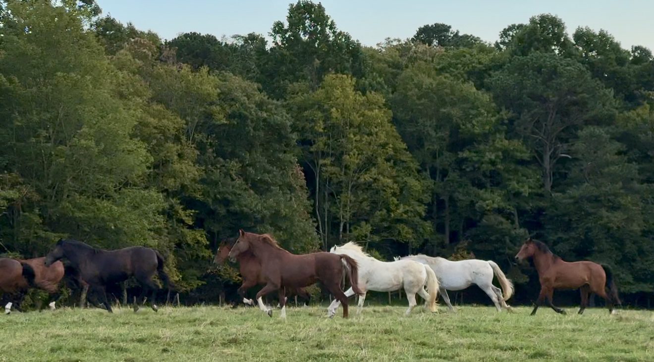 Horses grazing near a forest edge under a cloudy sky.