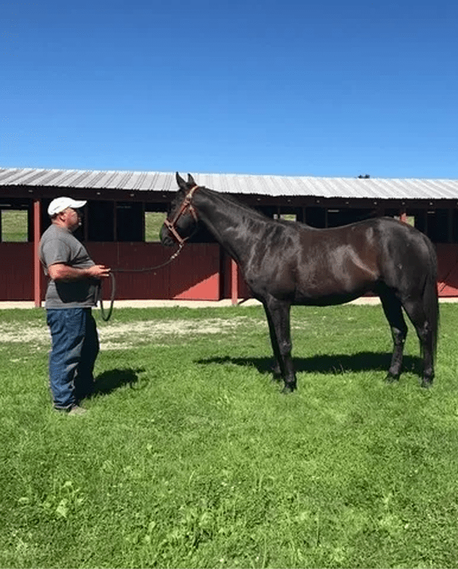 A man stands with a black horse in front of a stable on a sunny day.