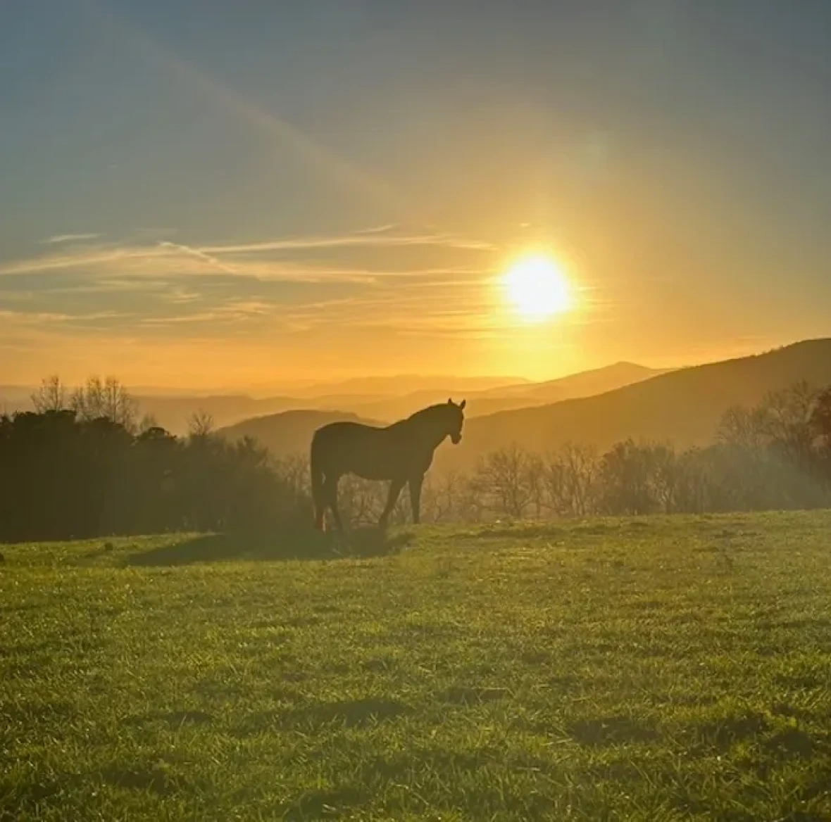 Horse grazing at sunset scenery